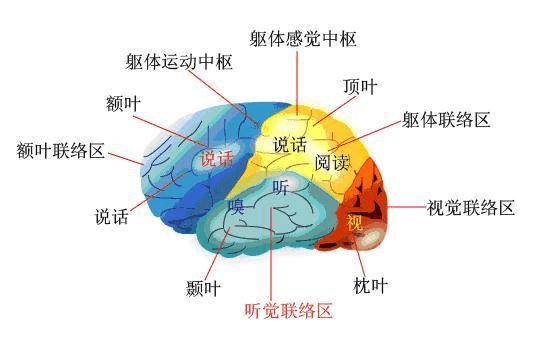 孤獨(dú)癥腦部有問題嗎？腦功能差異不容忽視