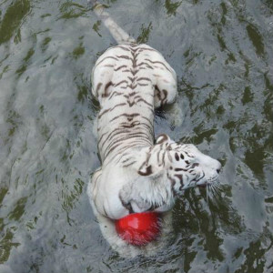 北京動物園的老虎得了假性自閉癥？還接受了心理疏導(dǎo)？